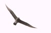 Pomarine Jaeger